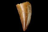 Serrated, Raptor Tooth - Real Dinosaur Tooth #160038-1
